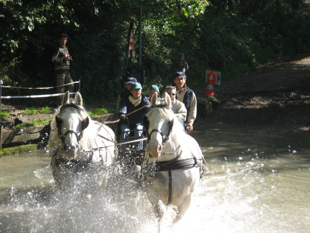 Rallye Equestre 115